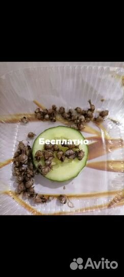 Улитки ахатины бесплатно