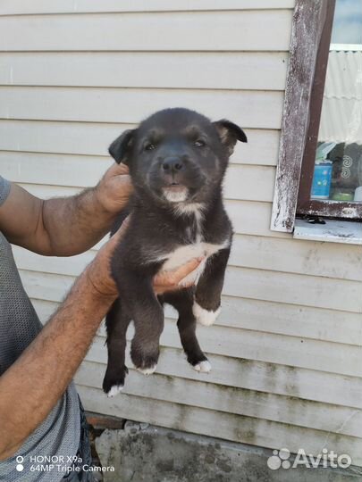 Метис хаски