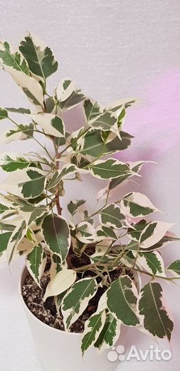 Фикус али грин голд и твилайт