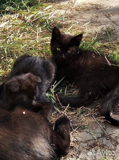 Красавчик мышелов