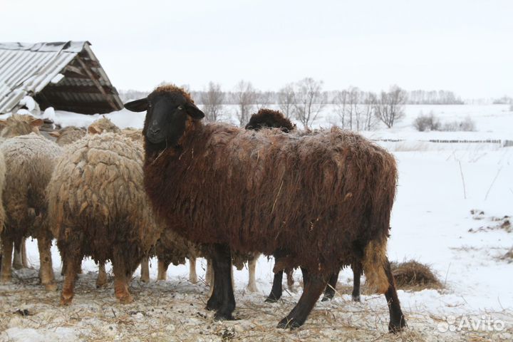 Бараны и овцы