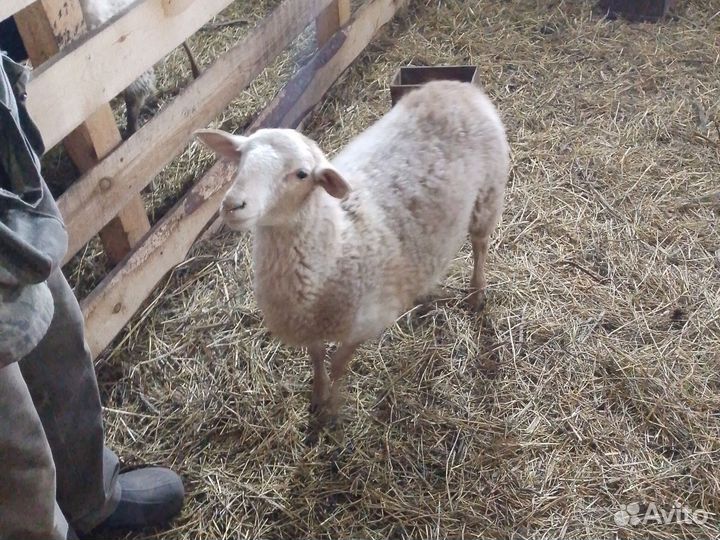 Овцы дорперы, катумы