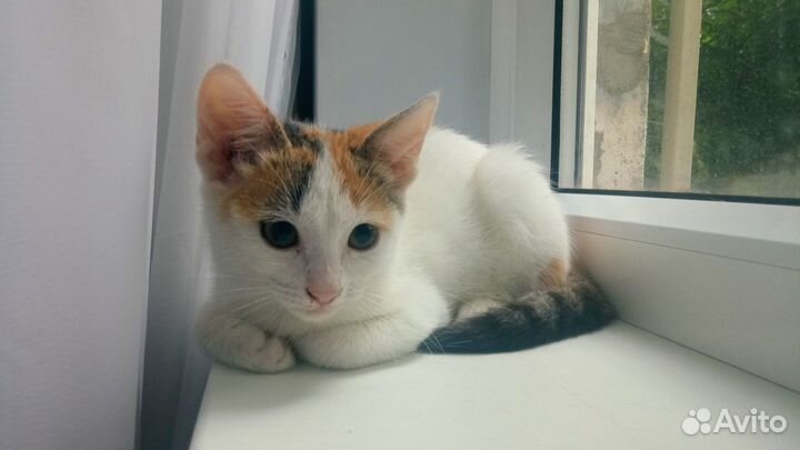 Кареглазое рыжее чудо, турецкий ван