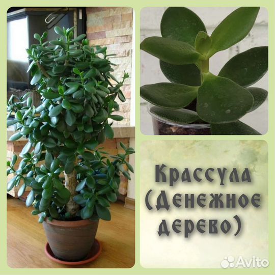 Крассула толстянка