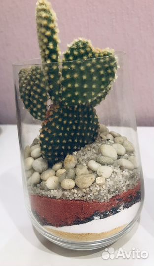 Флорариум Кактус