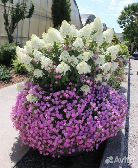 Гортензия Бобо