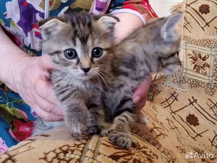 Курильский бобтейл