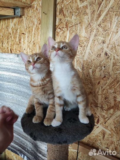 2 котёнка (родились 16 апреля)