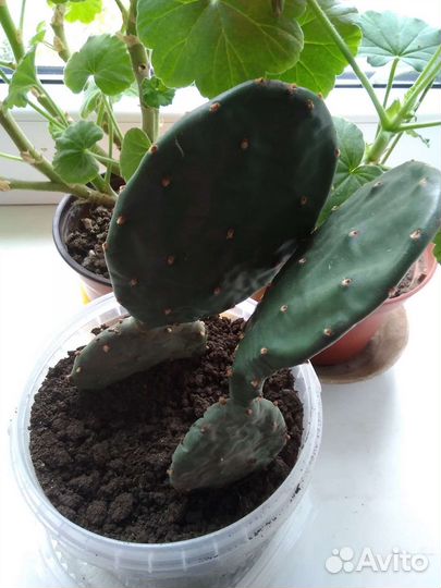 Кактус Опунция