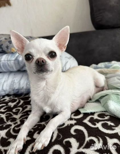 Невеста чихуахуа, ищет красивого жениха