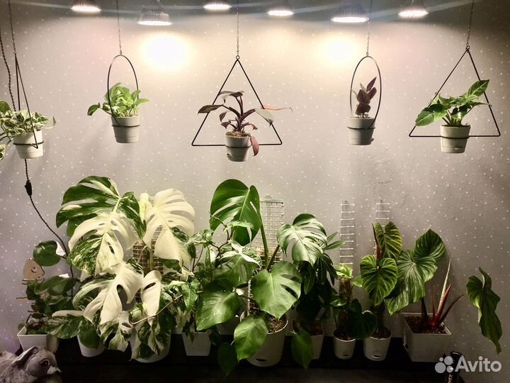 Коллекция комнатных растений, цены от