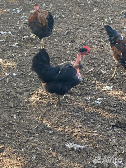 Петушки. Голошейки и Кучинские