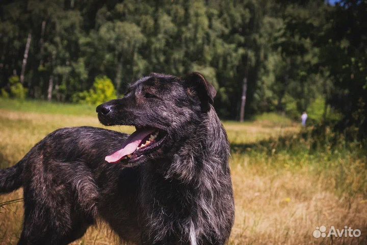 Тайсону нужен дом и тепло