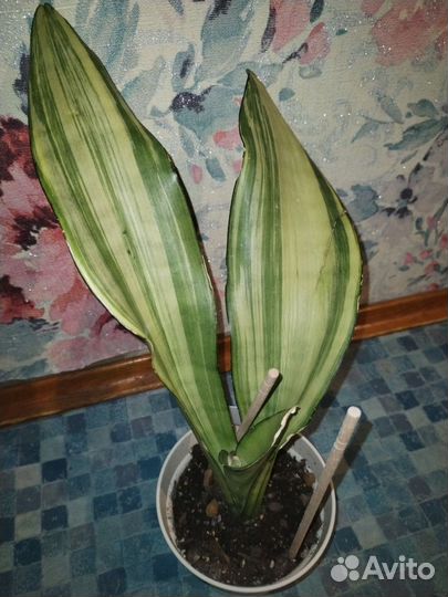 Сансевиерия муншайн вариегатная