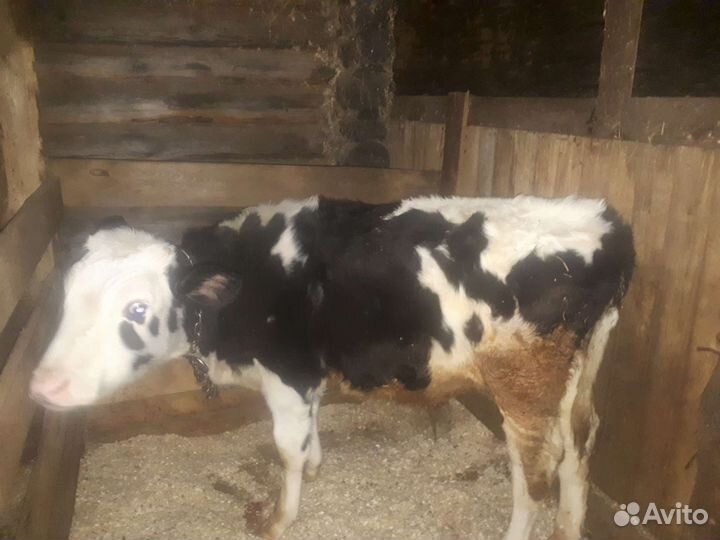 Корова, телята