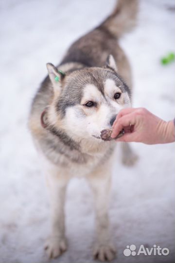 Собака в добрые руки