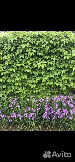 Девичий виноград