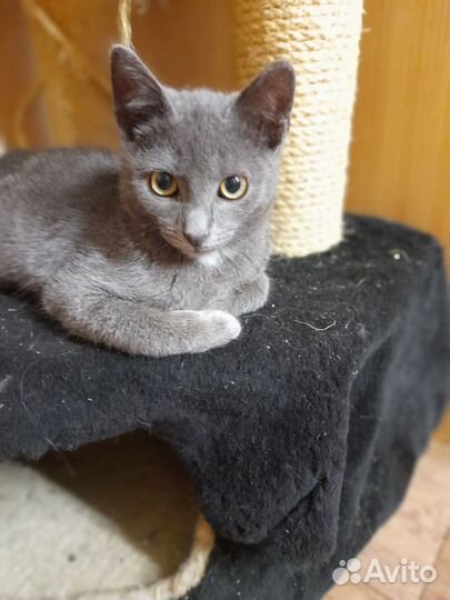 Мальчик породы русская голубая