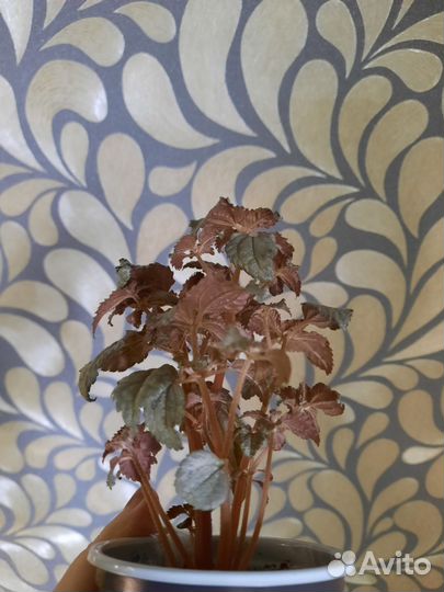 Пилея кадье