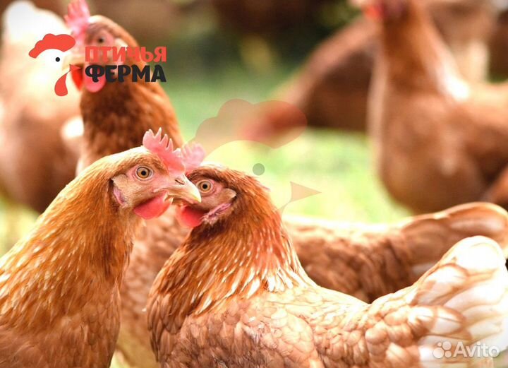 Куры несушки