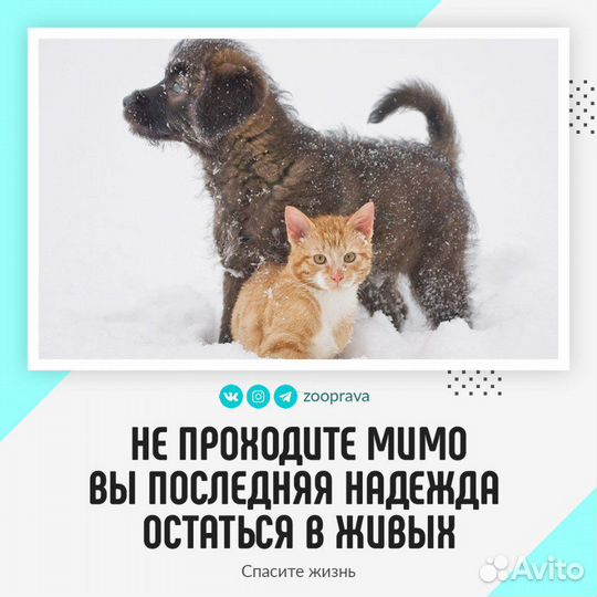 Бездомные животные