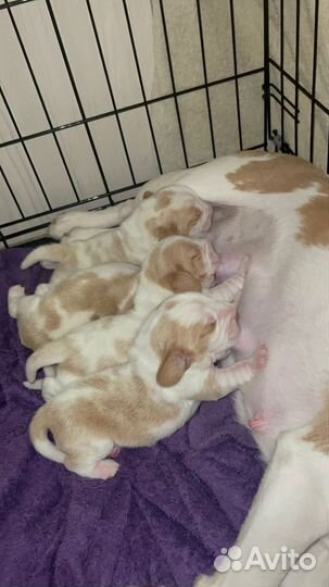 Щенки бигль