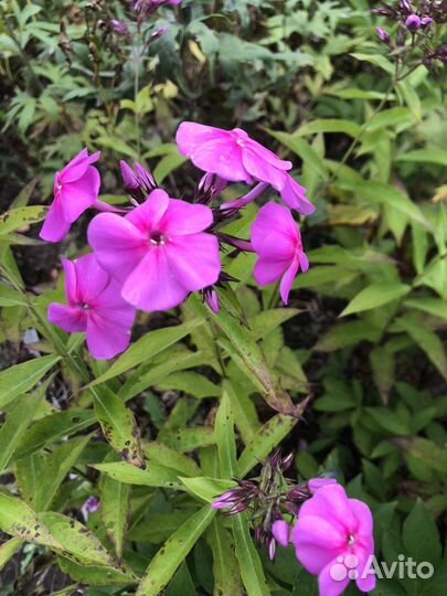 Флоксы набором