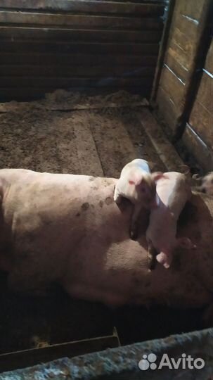 Поросенок ландрас