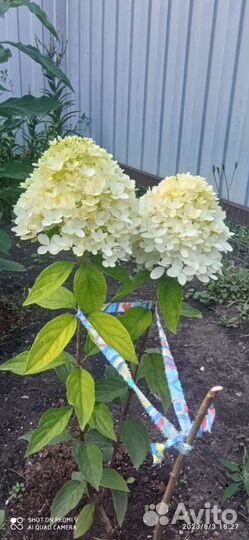 Гортензия метельчатая саженцы