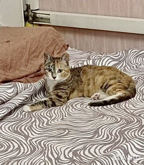 Котенок девочка в добрые руки отдам