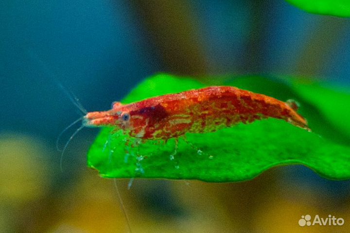 Креветки аквариумные, вишни