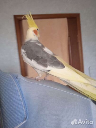 Попугай корелла ручной самец