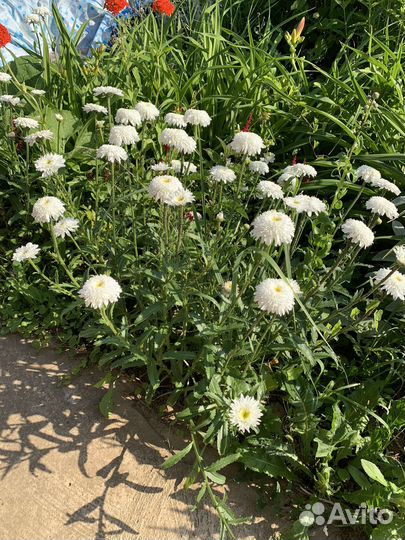 Ромашка хризантемная