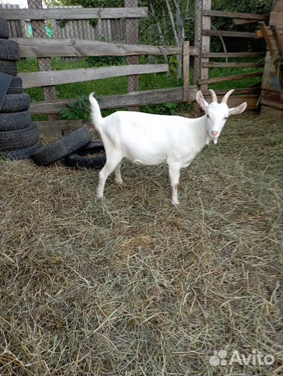 Продам коз