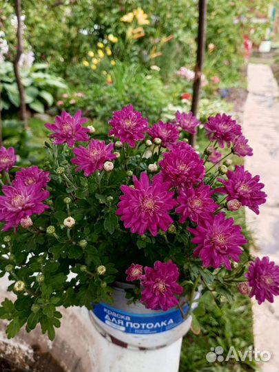 Хризантема мультифлора