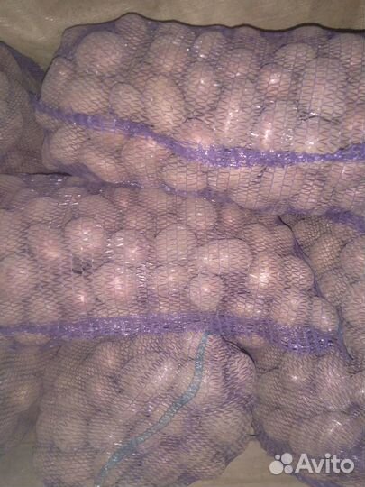 Продам картофель