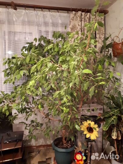 Фикус бенджамина