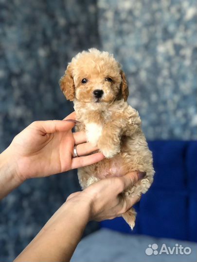 Мальтипу и пудели