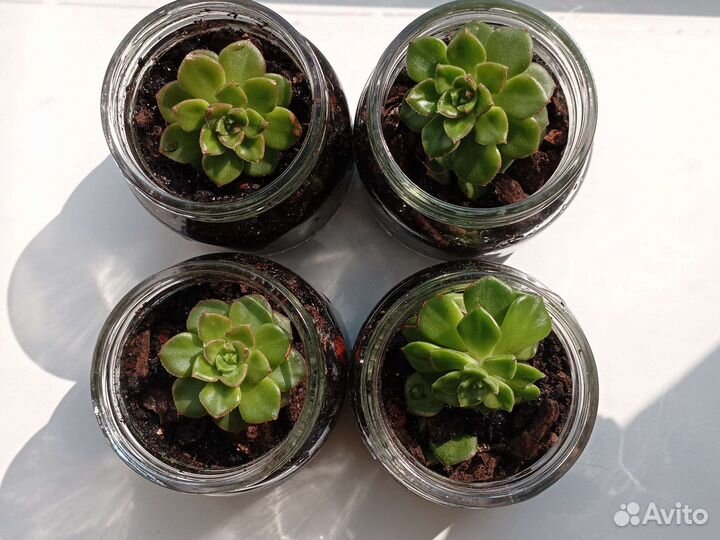 Суккуленты и кактусы