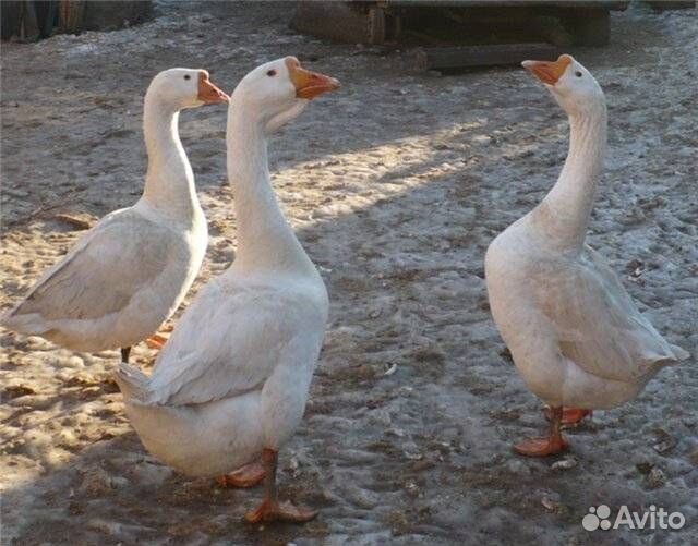 Гуси Линда 5 месячные