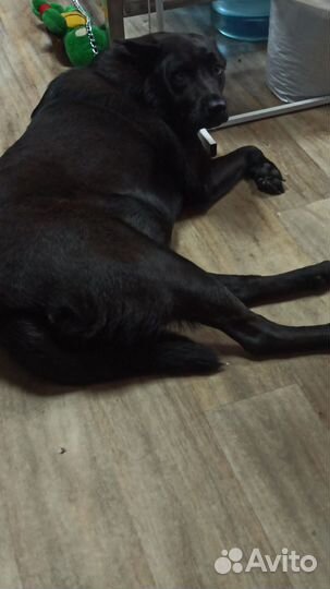 Метис овчарки