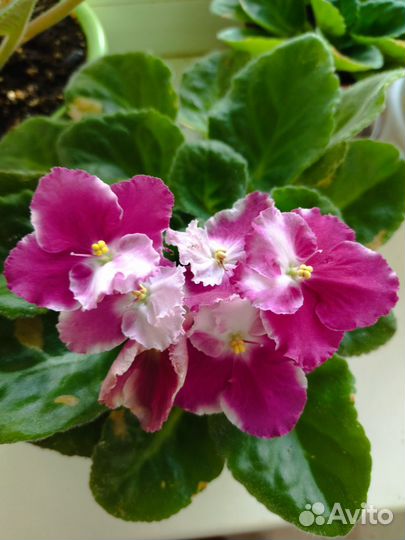 Фиалки продажа