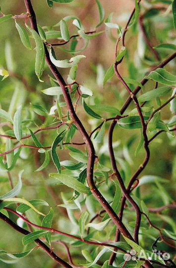 Ива Извилистая