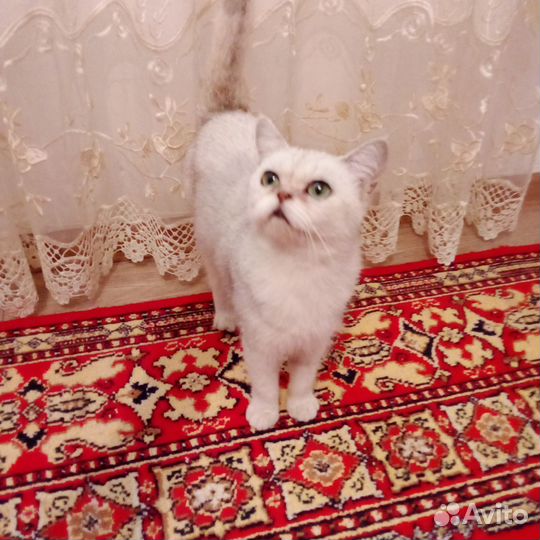 Кошка в дар