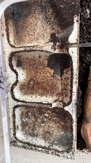 Муравьи harpegnthos venator