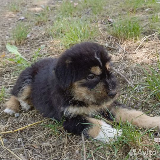 Отдам щенка в добрые руки