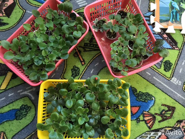 Фиалочки детки сортовые будут с 25.09.23