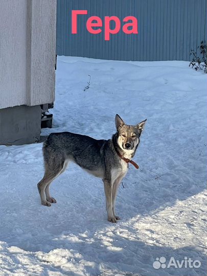 В добрые руки