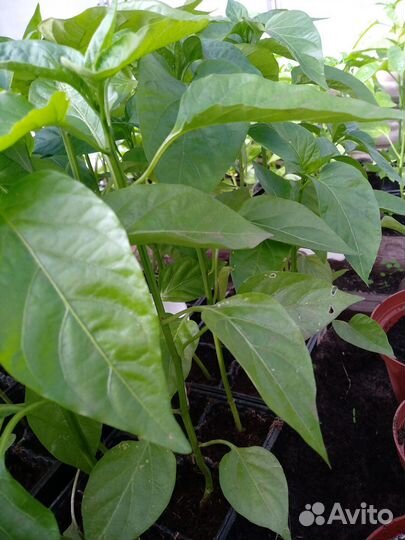 Рассада помидор,перца,огурцов