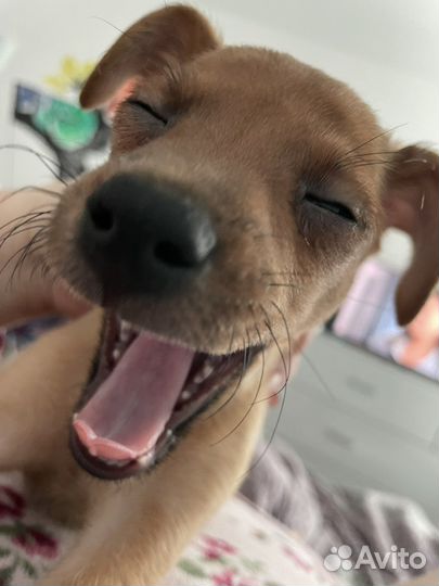 Собака той-терьер